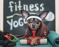 Dog Fitness , sport and lifestyle concept. Sporty and healthy lifestyle for pet. Funny dog Ã¢â¬â¹Ã¢â¬â¹in sportswear